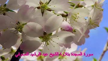 سورة السجدة برواية قالون بصوت رائع للشيخ عبد الرشيد الصوفي