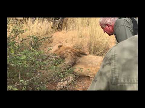 Exclusive film of an illegal "green hunt" of a "canned" lion in South Africa - video from Lord Ashcroft