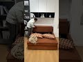 収納付きブラウン布製ソファベッド🧸狭い空間に嬉しい設計#sofa #sofabed #模様替え #shorts #インテリア
