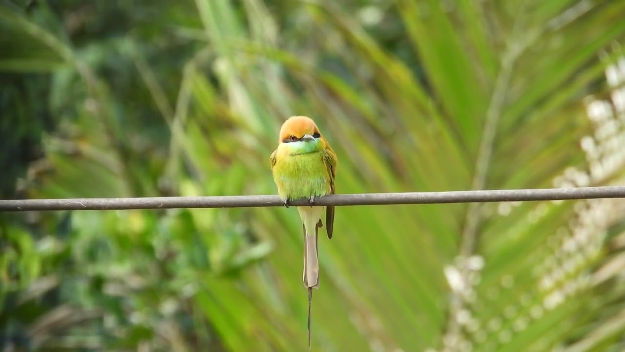 Bird, bee-eater