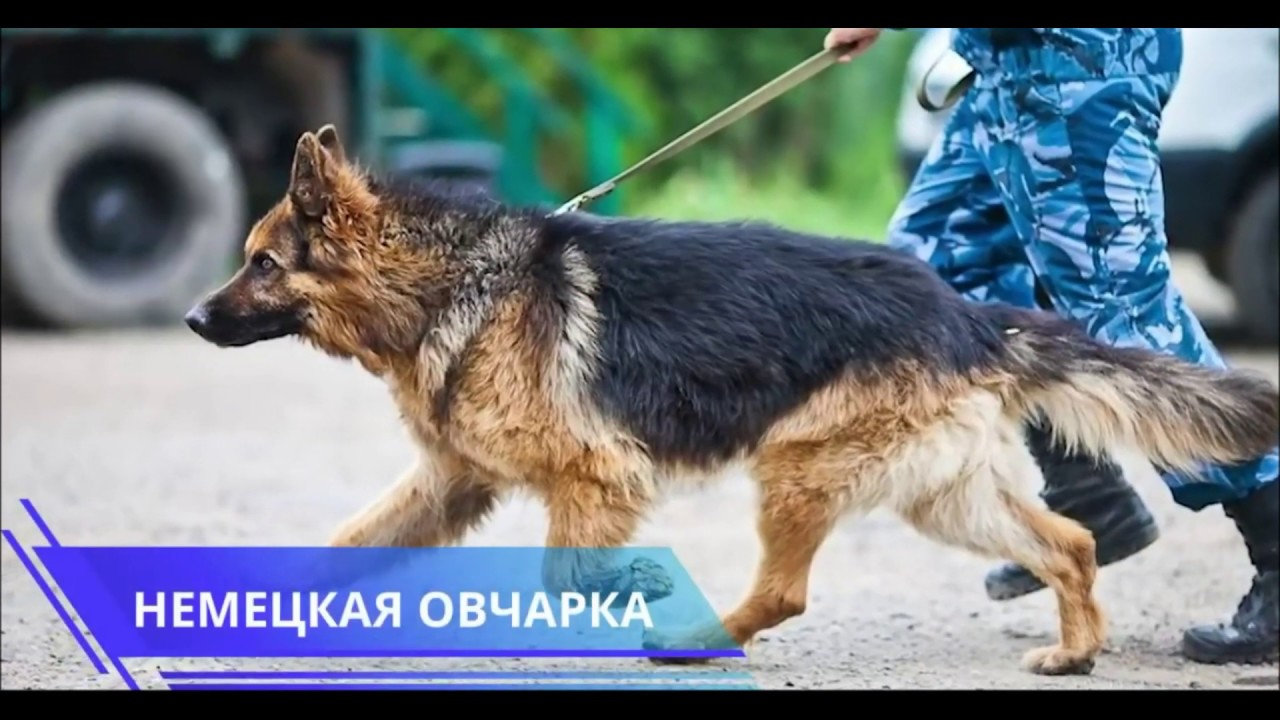 Немецкая Овчарка Новосибирск Фото