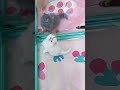 この子猫たちの可愛さに心が溶けちゃう。#猫 #子猫 #可愛い