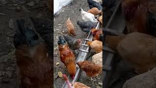 JINSI YA KUANZA UFUGAJI WA KUKU KIBIASHARA | Mbinu, Gharama, Faida na Siri Za Mafanikio (2025)