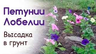 Как посадить петунию на рассаду в открытый грунт: видео