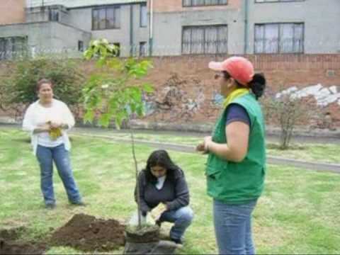 FUNDACION EDENTIA - SIEMBRA DE ARBOLES