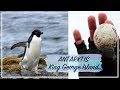 ANTARKTIS VLOG #9 - Im Schnee schliddernde Pinguine