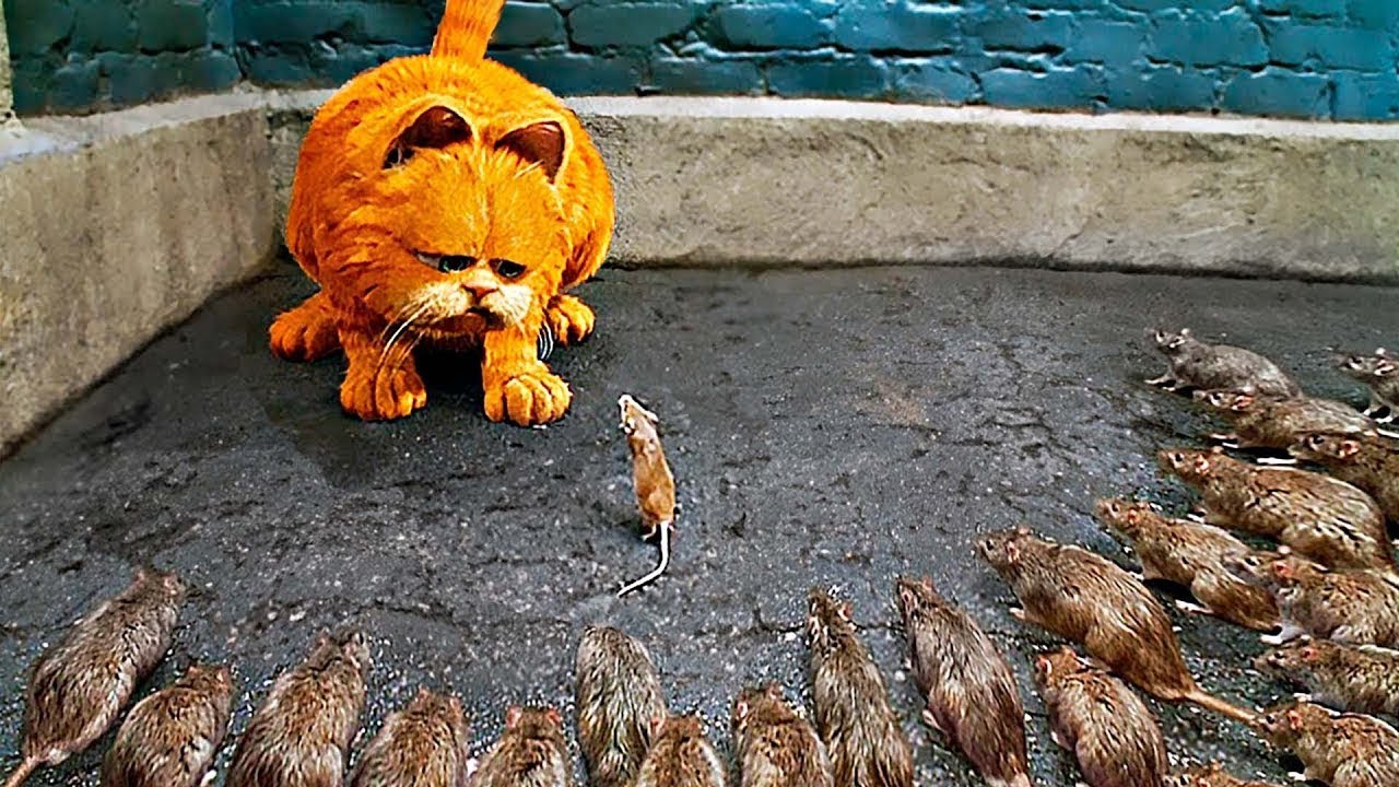 Mačka je odbila da jede miša i u znak zahvalnosti spasila je mački život!