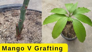 Mango V Grafting Technique With Result 100 % Success|Mango Grafting| Unique Technique Grafting Mango