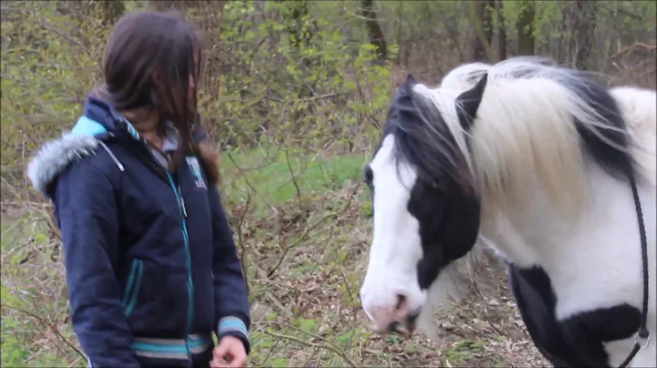 HKM Hobbyfilmcontest "The Exceptional Horse" Amy M...