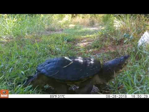 striped skunk tracks Texas Trail Cam Compilation Sept 8, 2018