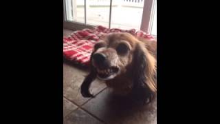 Cute dog smiles on command