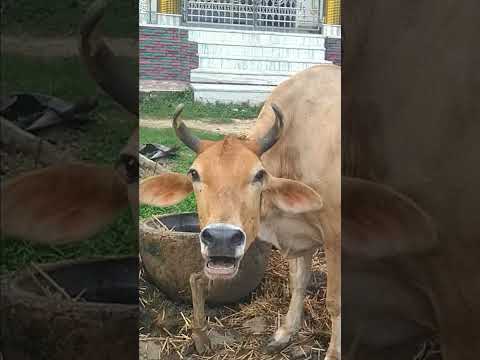 cow sound video cow village animalsounds sound shorts