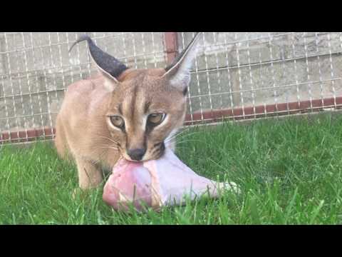 Каракал дома. Caracal.