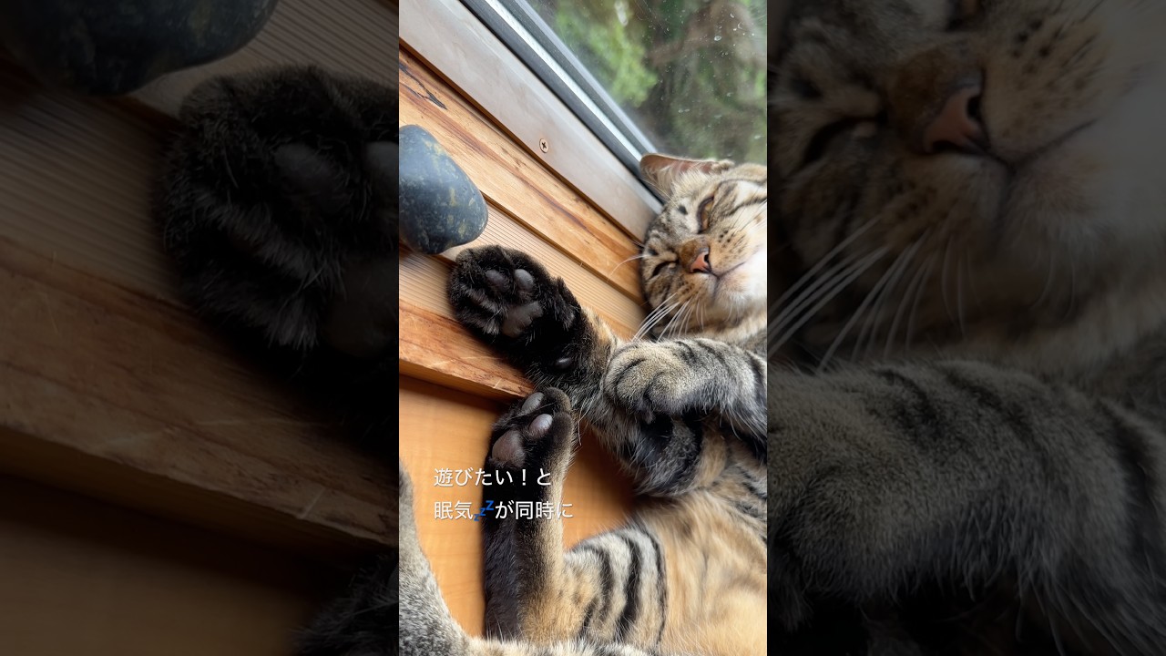 遊びたい!vs 眠気💤 猫トラジの闘い。 #猫 #cat #猫のいる暮らし