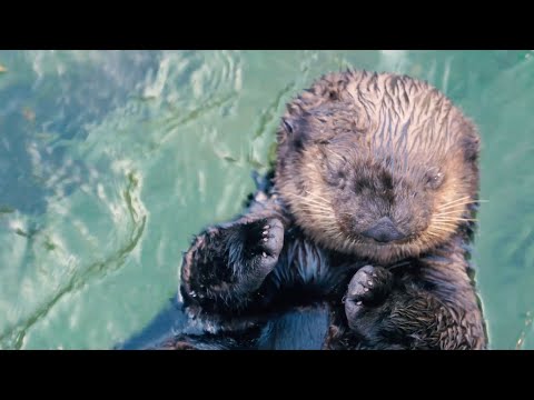 Sea Otter Cam | Vancouver Aquarium — Vancouver, British Columbia live camera thumbnail