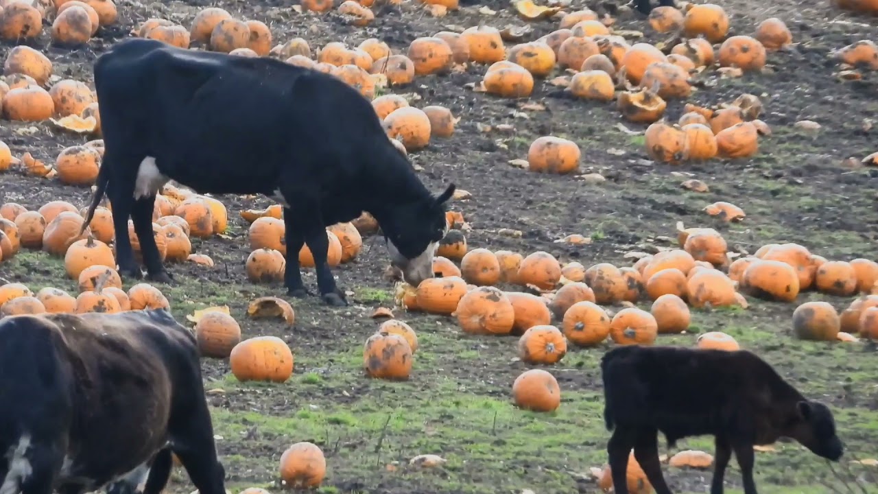 cows eating pumpkins along Highway 1 YouTube
