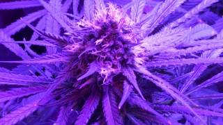 Week 6 Querkle TGA  viperspectra led grow