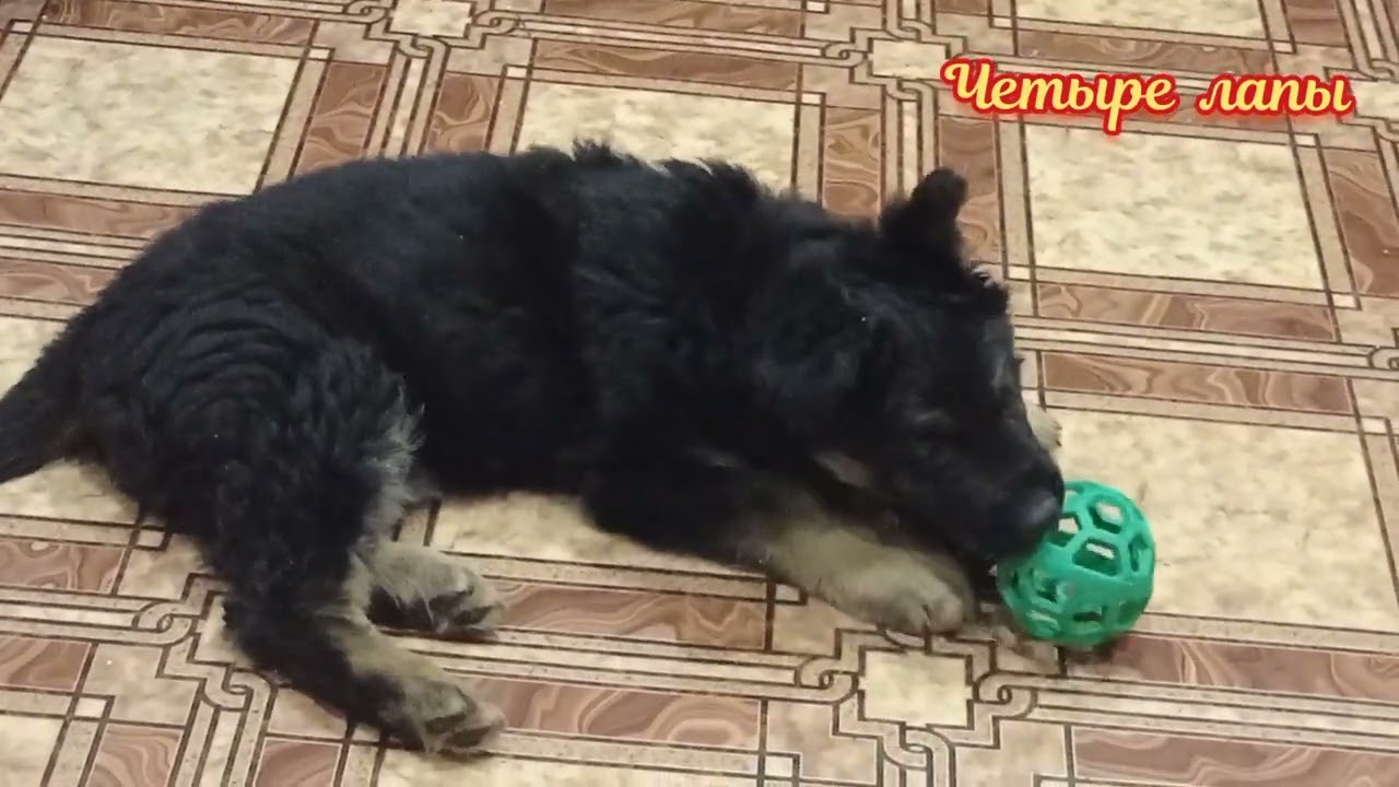 8. Барон играет в мяч/ Чем занять щенка на карантине