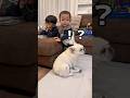 愛犬の事が好きすぎる1歳児がこんな事をしてしまいました… #犬 #赤ちゃん #フレンチブルドッグ