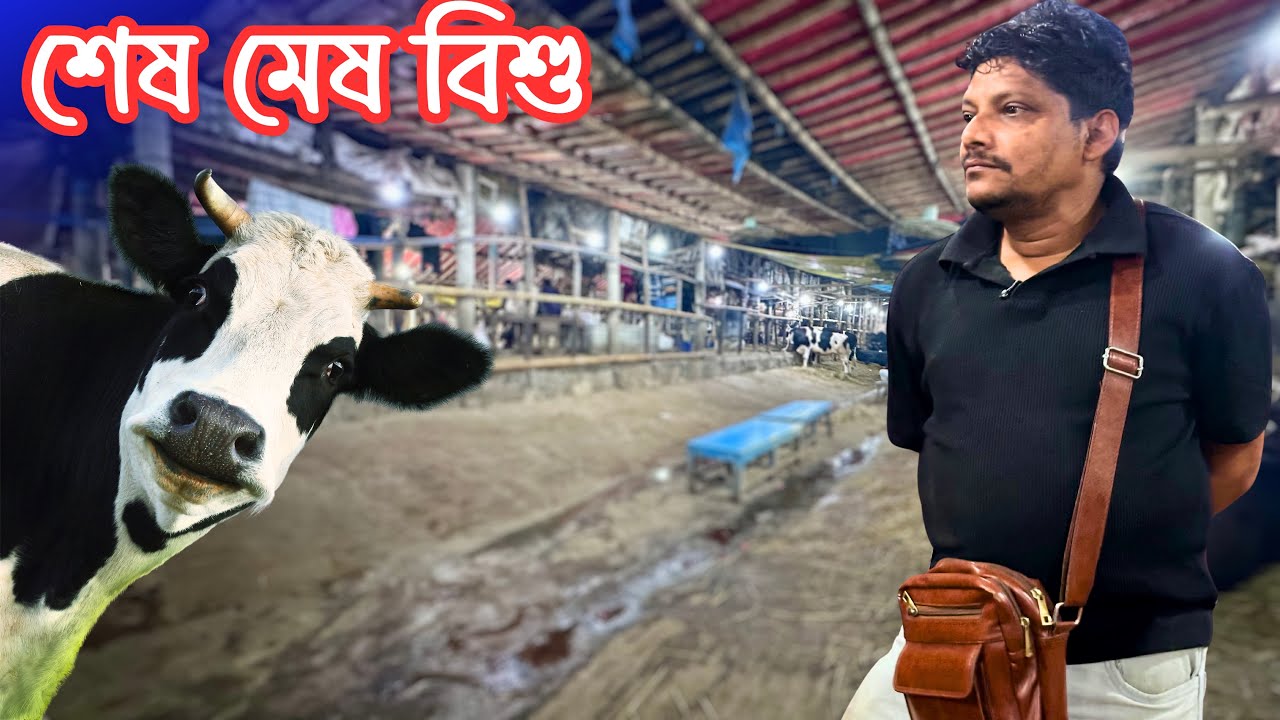 গাবতলী হাটে গরু নেই! 😱 নির্বাচন রাতে চন্দাইকোনা থেকে এলো বিশুর গরু | Akram Vai Deal 2026