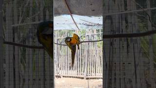 Download Lagu Bubby loves dancing to salsa music! MP3