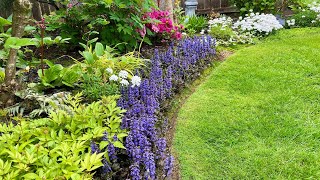 Ajuga, Blue Bugle As Ground Cover & Border 4K May 2024
