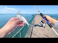I TOSSED a LIVE BAITFISH off the Pier and Caught THIS! (Saltwater Fishing)