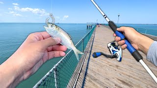 I TOSSED a LIVE BAITFISH off the Pier and Caught THIS! (Saltwater Fishing)