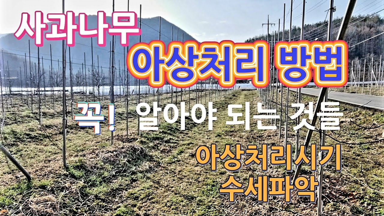 (제45화)사과나무 아상처리 방법/아상처리 시기/주의할점