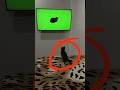The STRANGEST Cat Reaction To A OIIA OIIA Viral Video Creepy Or Cute The STRANGEST Cat Reaction To A OIIA OIIA Viral Video Creepy Or Cute