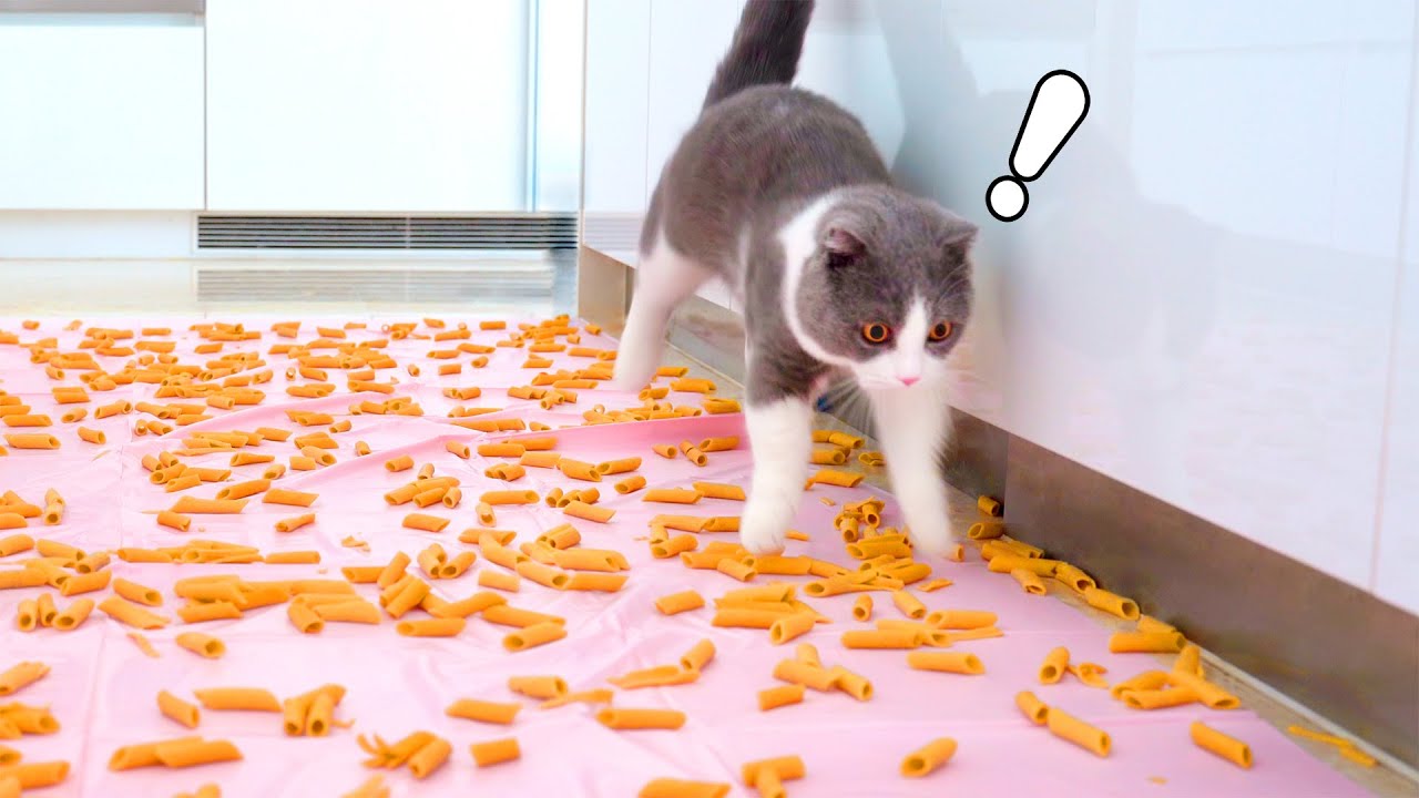 Can Cats Walk On Pasta? YouTube