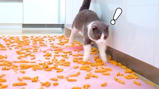 Can Cats Walk On Pasta?