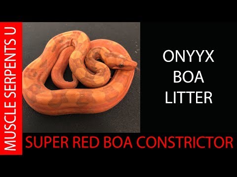 Video: Boa Constrictor Raza De Reptiles Hipoalergénicos, Salud Y Vida útil