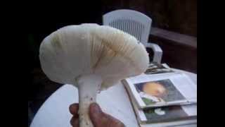100 4532 AMANITA solitaria-agarico strobiliforme