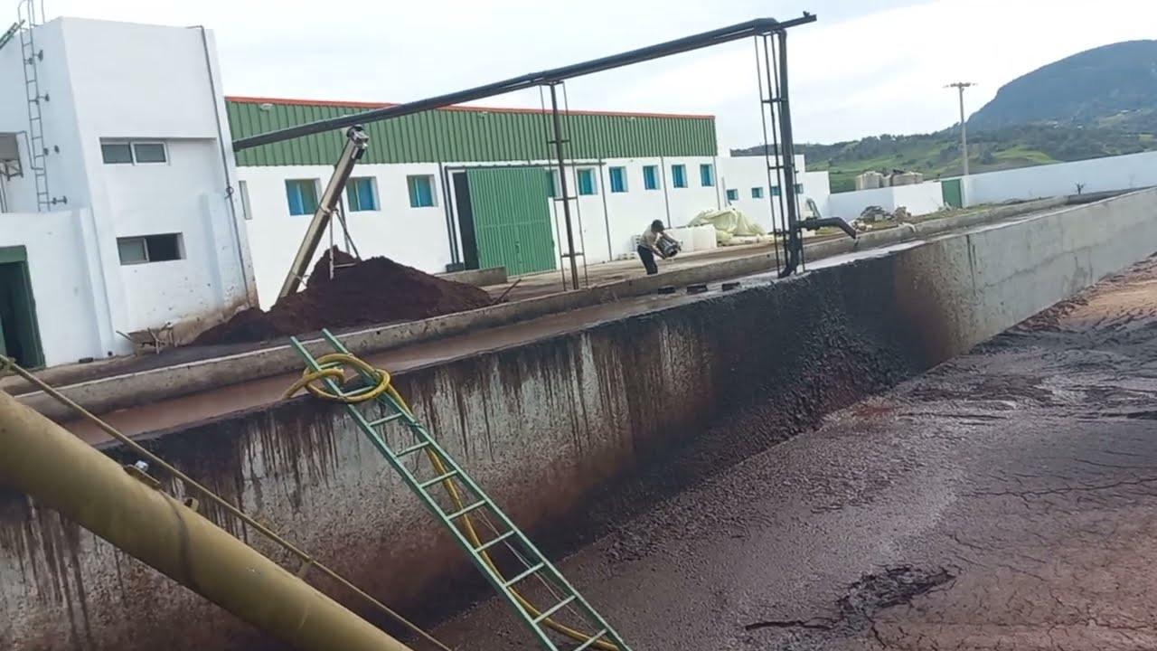 مراحل #إستخراج #زيت_الزيتون ب#معصرة #الحاج_علي بين #وزان و #زومي