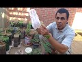 زراعة بذور المورينجا  .....   Cultivation of Moringa seeds