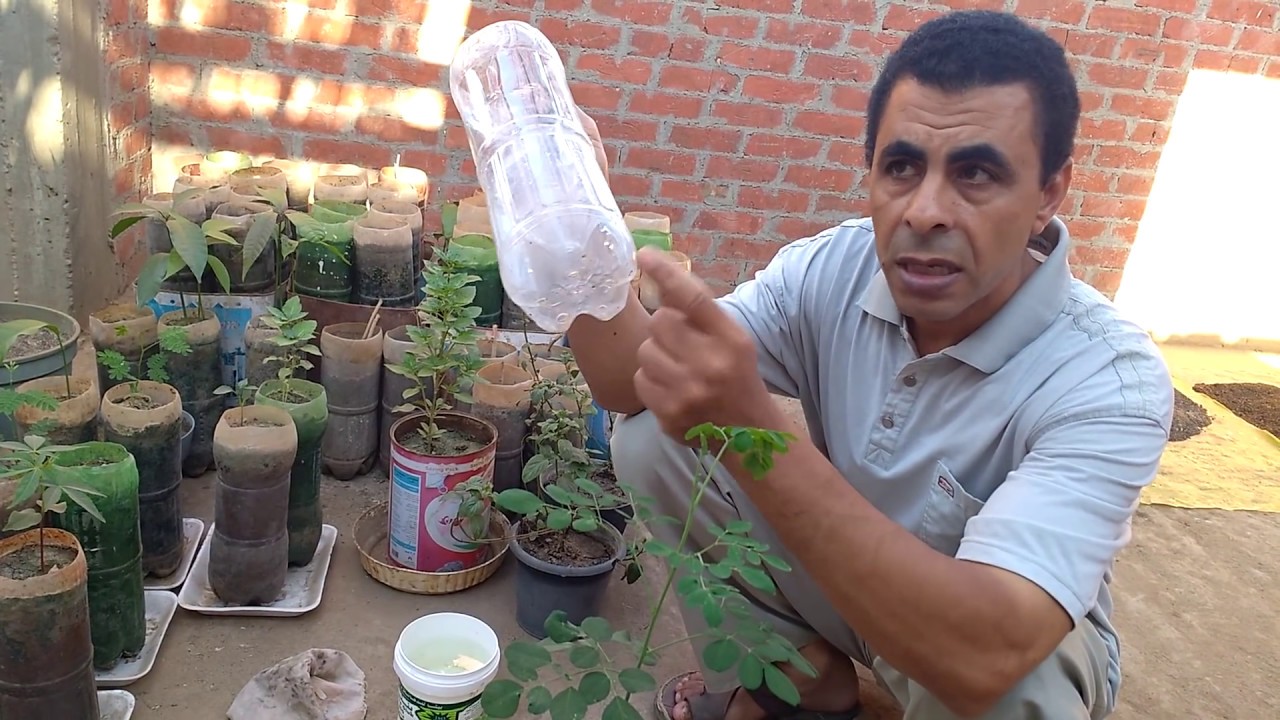 زراعة بذور المورينجا Cultivation Of Moringa Seeds Youtube