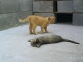 Gatos salvajes