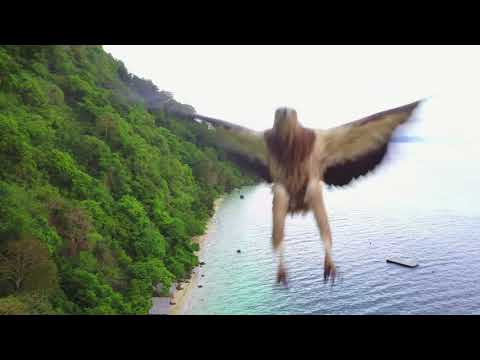EAGLE vs DRONE - DJI Mavic Pro