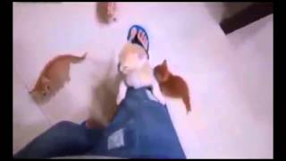 Рыжие скалолазы! Приколы! смешные коты смешные животные! / fun! funny animals! funny cats Рыжие скалолазы! Приколы! смешные коты смешные животные! / fun! funny animals! funny cats