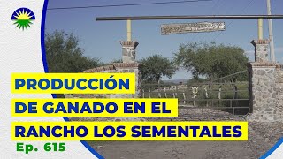 615. Producción de ganado en el Rancho Los Sementales Beefmaster