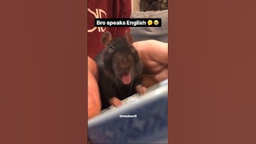 Mijn tamme rat begrijpt Engels 🤯