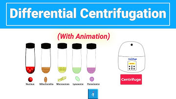 Differential Centrifugation (Animation)