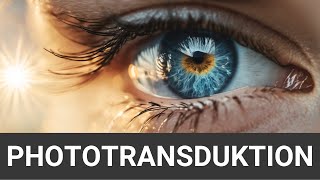 Phototransduktion | Wie sehen wir? | einfach erklärt