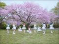 【悸动东京烧烤摊】🌸SAKURA-saku KOKORO-saku🌸 踊ってみた