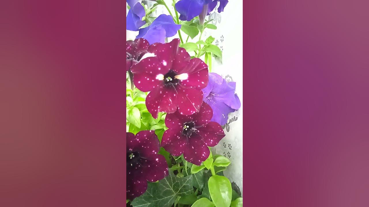 #пітунії #сурфінії #квіти #flowers #shors - YouTube