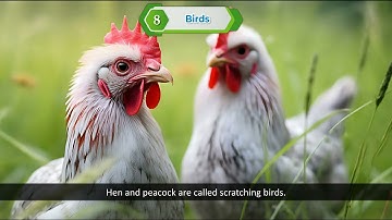 Ch 8 | RK Publications India | EVS | Class 3 | Birds | For children