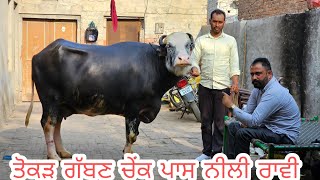 ਜੱਸਾ ਪਿਪਲੀ ਪਾਉ ਕਿੱਕਲੀ ਦੋ ਤੋਕੜ ਗੱਬਣ ਚੇਂਕ ਪਾਸ ਮੱਝਾ ਨੀਲੀ ਰਾਵੀ ਨਗੀਨਾਂ ਲੇਜੋ ਚੇਂਕ ਪਾਸ ਮਿਤੀ 25-2-2026