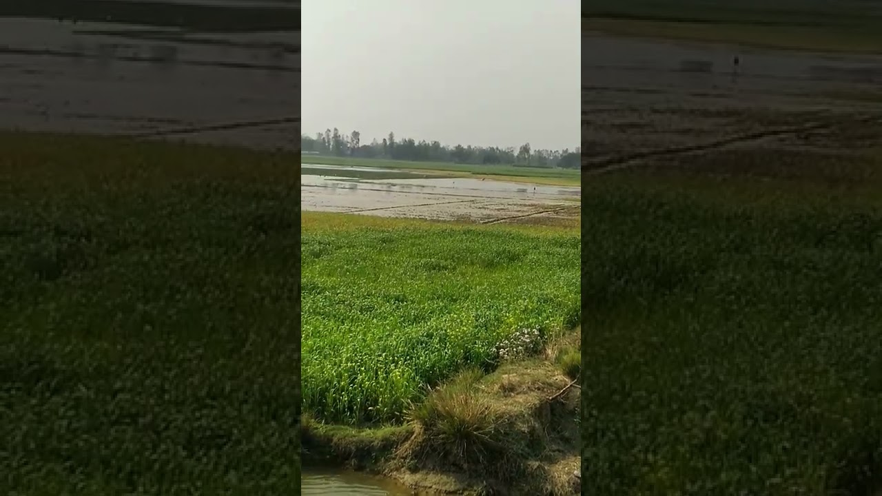 wbeat cover flod #20 acre wheat are floding 