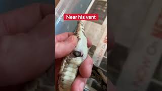 What’s Coming Out Of My Snake??? 🤔🐍 #shorts #snake